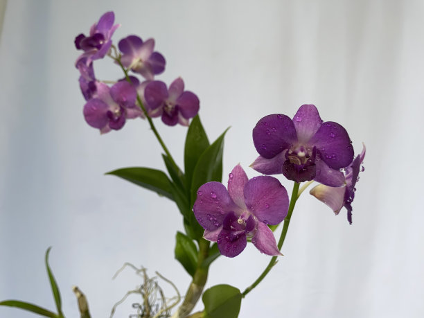 一种紫色的兰花图片下载