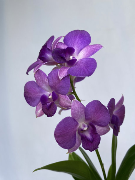 一种紫色的兰花图片下载