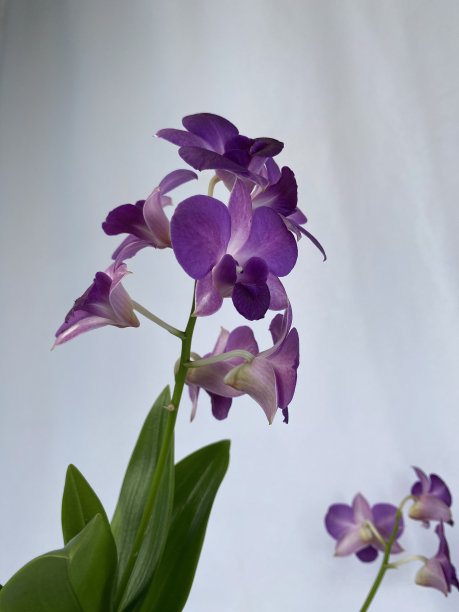 一种紫色的兰花图片下载