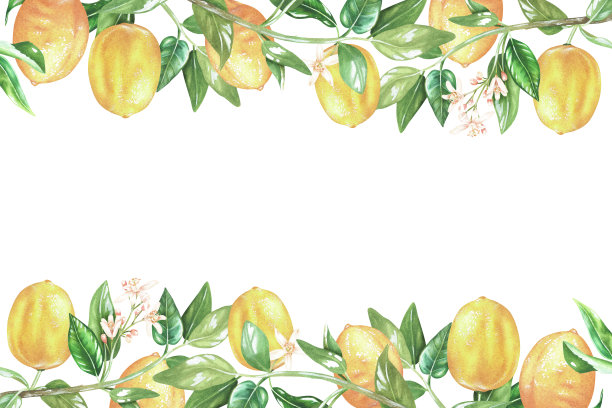 矩形标签模板与小枝柠檬。水彩插图。孤立在白色背景上。文字或铭文的地方。用于设计厨房配件，产品包装用柑橘类图片下载