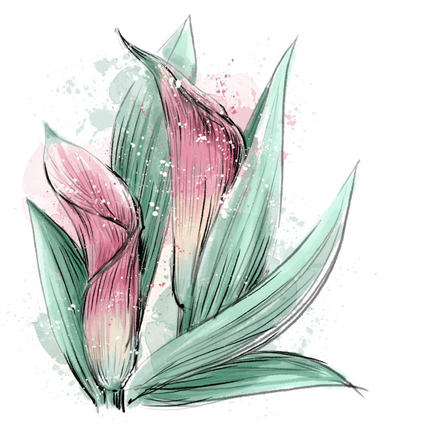 一个生动的插图与百合花蕾和叶子。图片下载