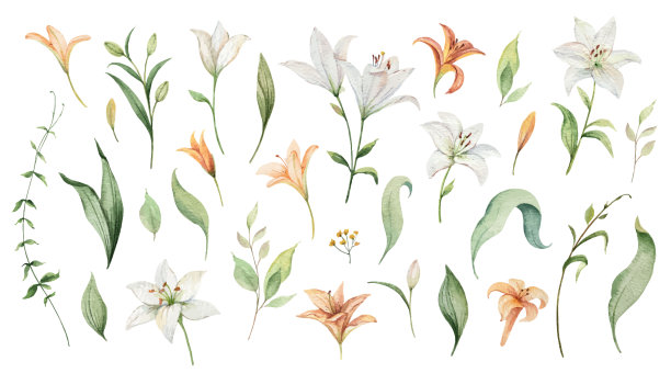 水彩矢量集合的花和百合叶子。设计明信片插图，日期保存，贺卡，花卉邀请。图片下载