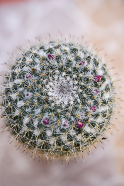 近距离的哺乳仙人掌图片下载