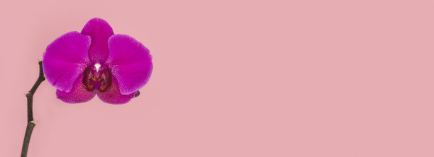 宽全景的蝴蝶兰紫色花在粉红色的背景。副本的空间。热带花，兰花的枝干凑近。紫色兰花背景。节日，妇女节，花卡图片下载