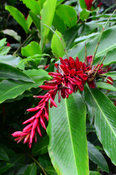 紫红色的花图片下载