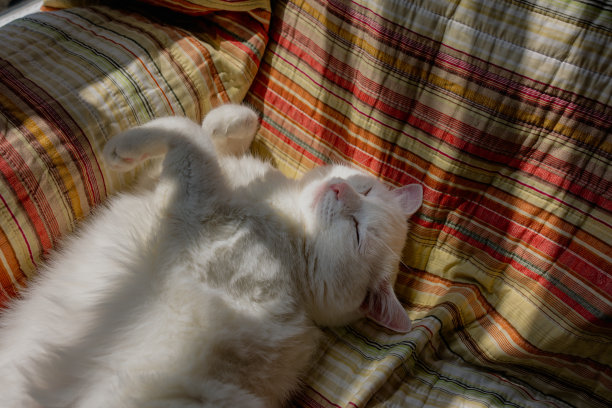 一只白色毛茸茸的猫的脸特写，在阳光下睡在家里的椅子上。图片下载