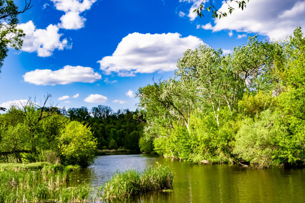 美丽的草沼泽芦苇生长在岸边水库在农村图片下载