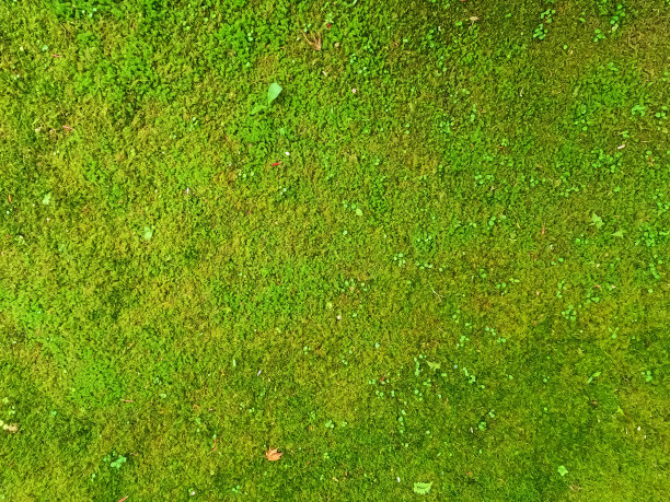 苔藓遍布绿地毯草坪纹理图片下载