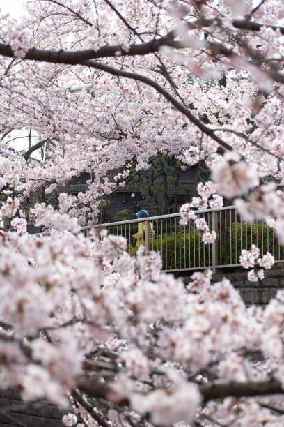在日本，一名女子穿过樱花图片下载