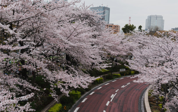 沿途樱花盛开图片下载