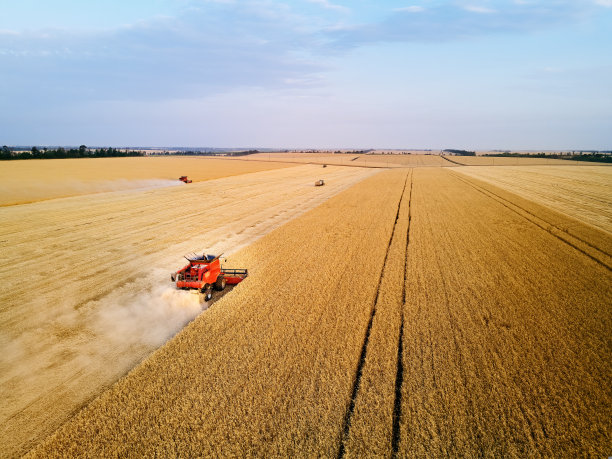日落时分，红色收割机在麦田里工作的无人机照片。联合收割机驱动器在农田中切割作物。有机农业。农业主题，收获季节。图片下载