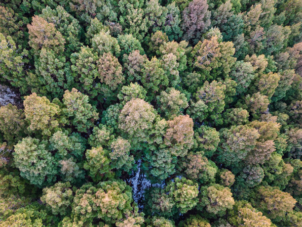 从正上方俯瞰茂密的森林图片下载