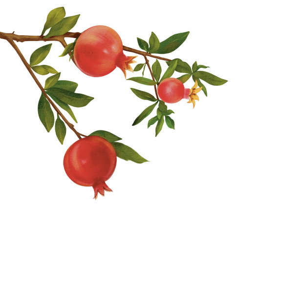 白色底色上有绿色叶子和花蕾的树枝。化妆品，水疗，护理产品，香水设计。图片下载