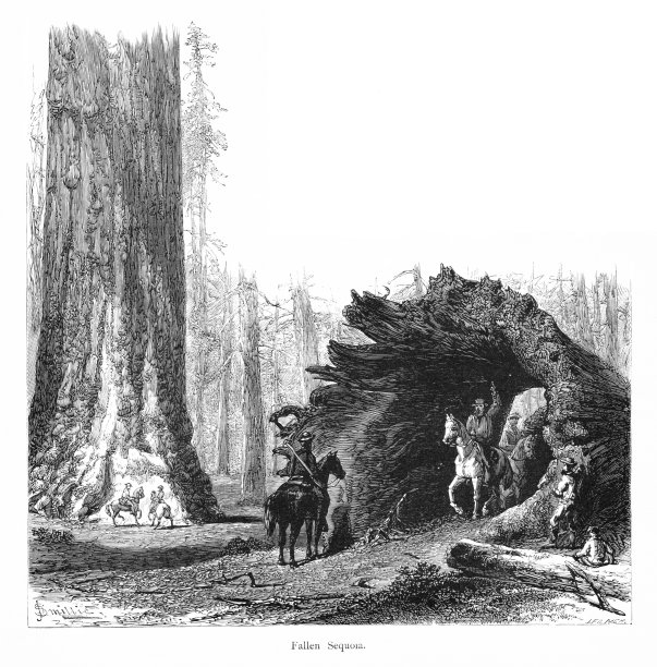 人们在空心红杉树，约塞米蒂国家公园，内华达山脉，加利福尼亚州，地理图片下载