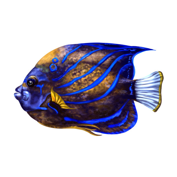亮蓝色的天使鱼。热带水下动物。热带度假，旅行，海底世界。明信片、纪念品、印刷品图片下载