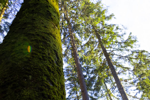 春天里高大的绿树图片下载