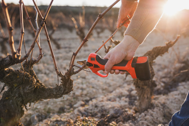 年轻的农民在里奥哈阿拉维萨葡萄园修剪。图片下载