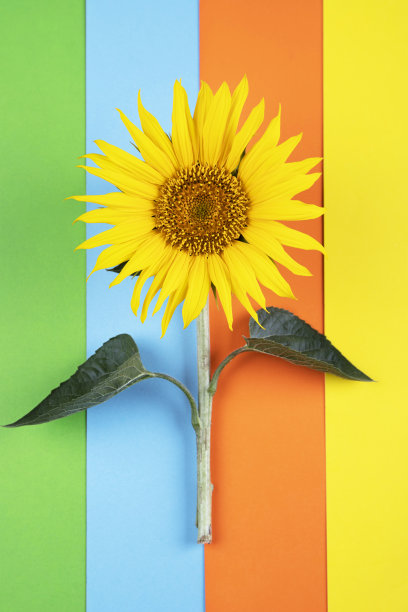 彩色背景上的向日葵图片下载