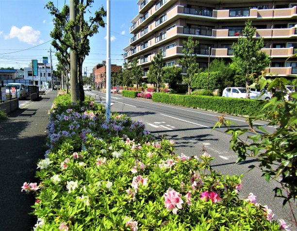 四月底。杜鹃花在日本城市的街道上盛开。图片下载