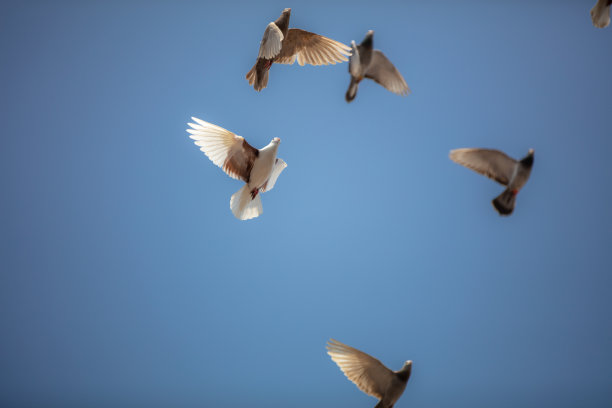 成群的鸽子在天空中飞翔。图片下载