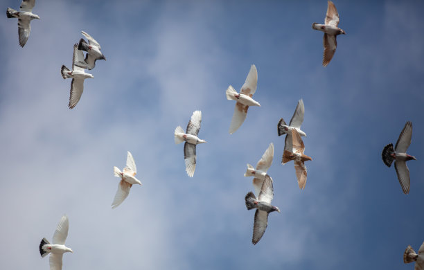 成群的鸽子在天空中飞翔。图片下载