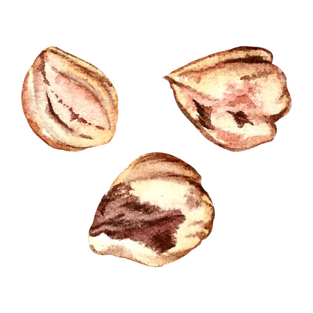 榛子集水彩孤立的白色背景手绘图片下载