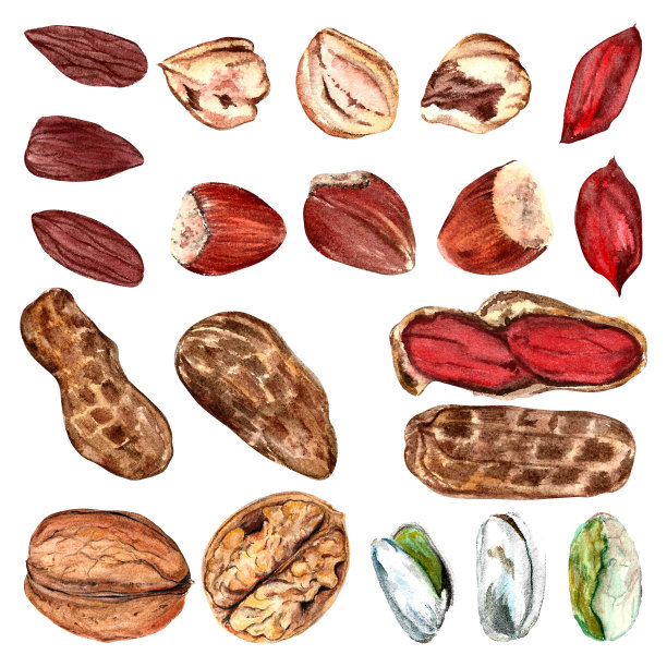 杏仁，榛子，开心果，核桃，花生集水彩在孤立的白色背景手绘图片下载