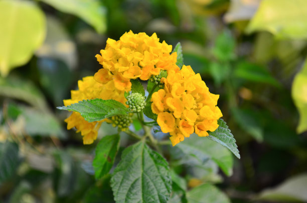 照片中的黄色大兰花在清晨，生长在印度尼西亚图片下载