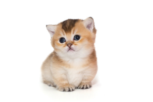 苏格兰小猫，一个月大图片下载