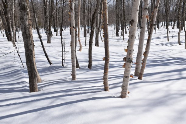 Une forêt图片下载
