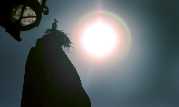 和平的鹳在日落图片下载