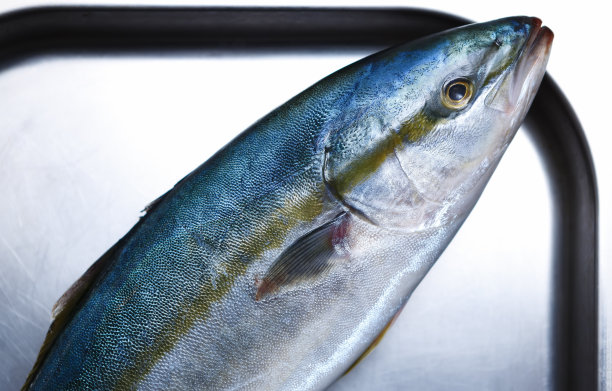 在海鲜餐厅准备烹调的新鲜整条鲑鱼。在商业厨房的金属托盘上直接从上方拍摄野生鲑鱼图片下载