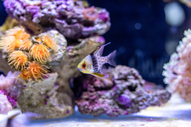 水族箱中的红衣主教鱼图片下载