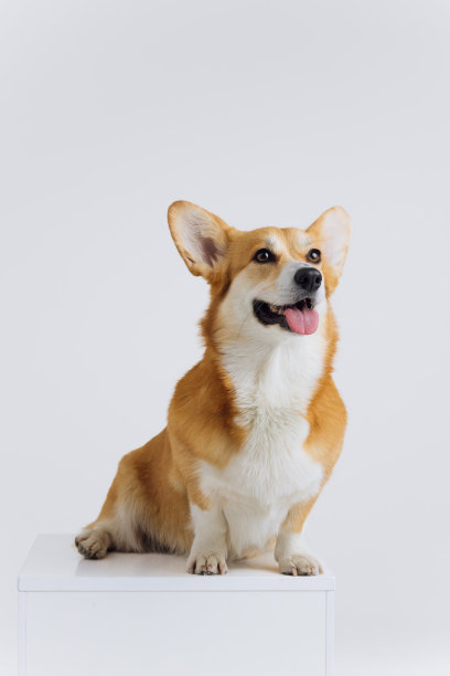 可爱可爱的威尔士柯基彭布罗克坐在白色背景，看着一边。最受欢迎的狗品种图片下载