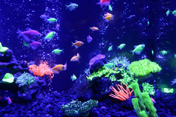 美丽的水下世界图片下载