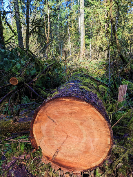 森林中被砍伐的松树的核心图片下载