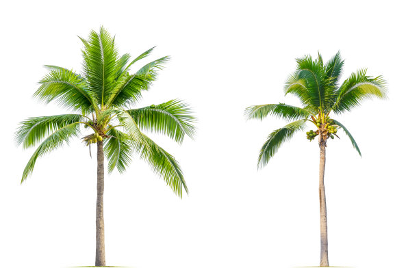 椰子树。图片下载