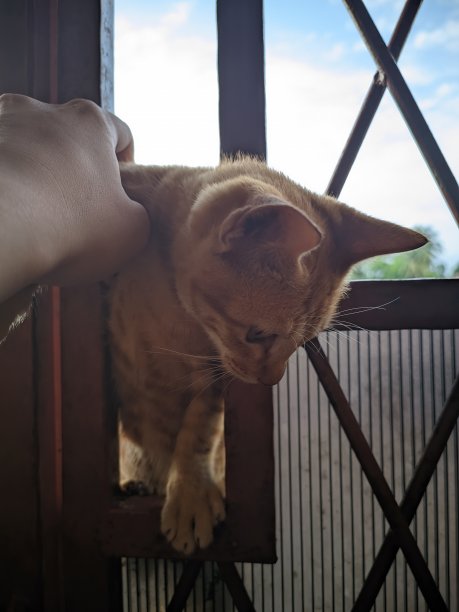 一只橙色的虎斑猫爬过房子的金属门，有人牵着她的手图片下载