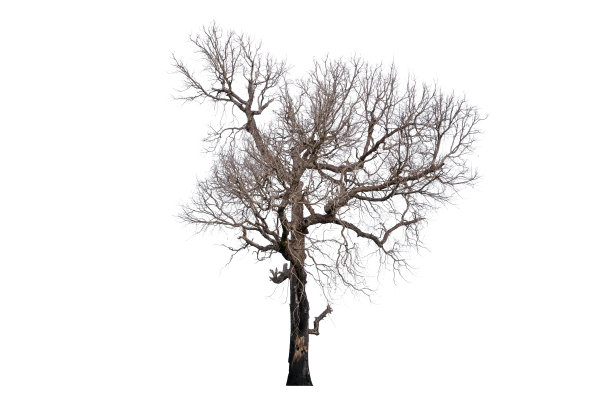 死树。图片下载