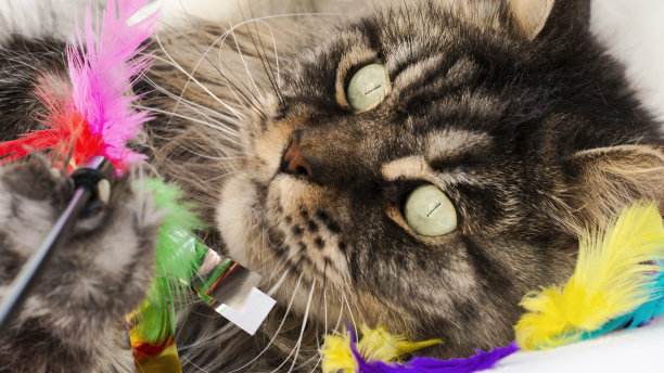 鸡毛掸子没成功!一只缅因公猫(银色斑纹斑猫)在家里玩耍，照片图片下载