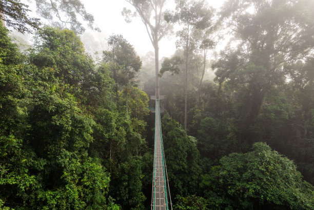在Danum山谷雨林中，雾和薄雾笼罩在树顶树冠上图片下载