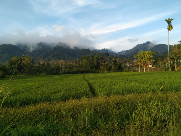 宁静的金色波浪图片下载