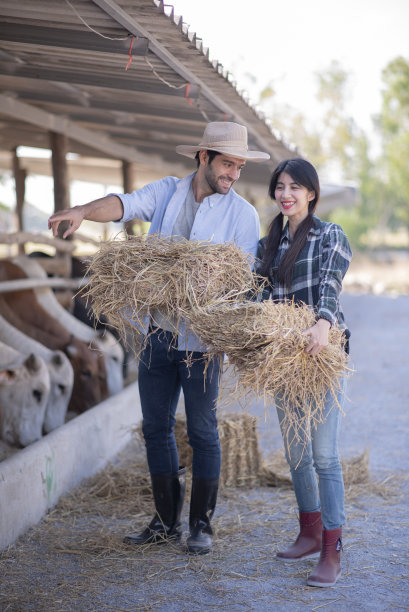 年轻夫妇一起在奶牛场工作。图片下载