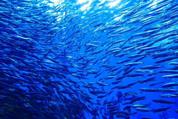 与江豚一起潜水，日本宫城图片下载