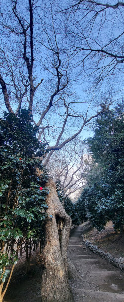 山茶花林道宣告春天来了图片下载