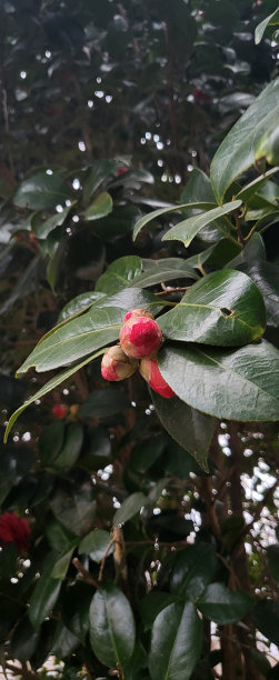 山茶花林道宣告春天来了图片下载