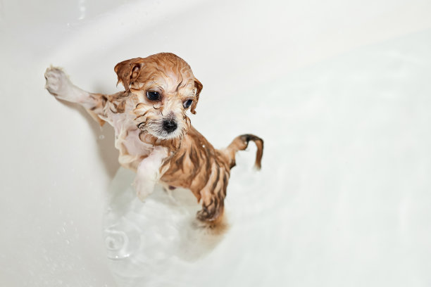 在浴室洗澡时弄湿了小狗。特写，选择性聚焦图片下载