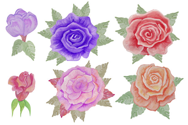 不同的玫瑰水彩画的花卉套装。图片下载