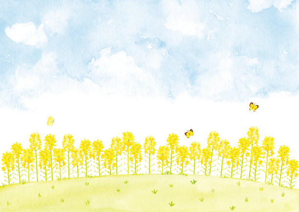 油菜花田的水彩画插图。图片下载