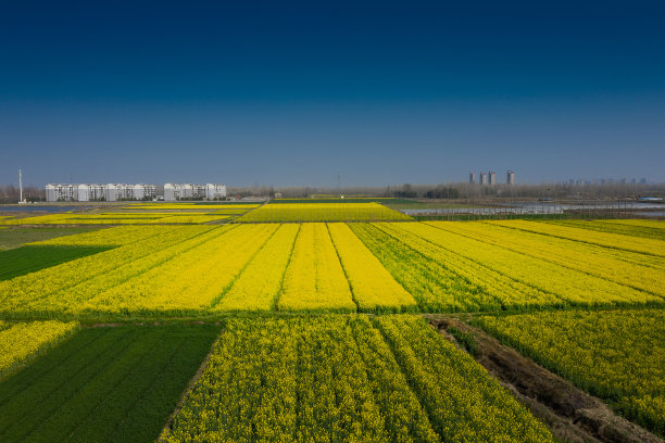 春天的花图片下载